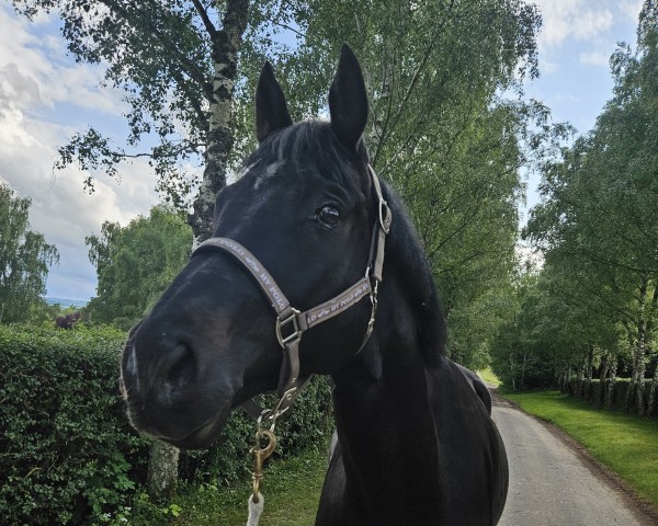 Springpferd Danton Audace (Oldenburger Springpferd, 2020, von Diarado)