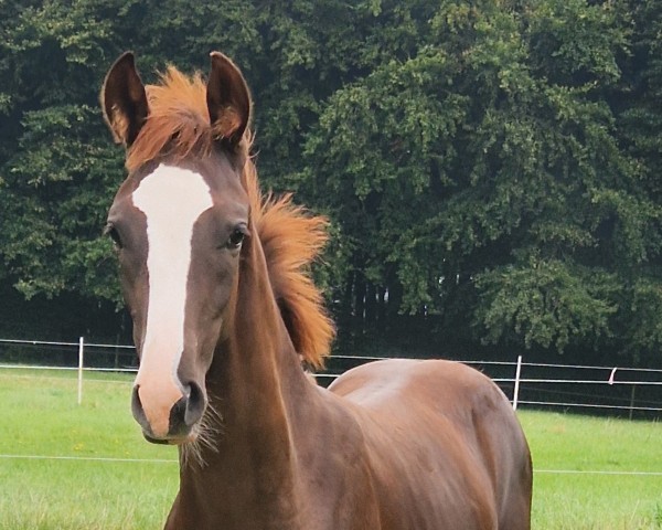 dressage horse Fritz von Budde (Westphalian, 2024, from Follow Him´s Schönweide)