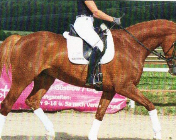 broodmare Goldperle (Mecklenburg, 2015, from Goldschmidt)