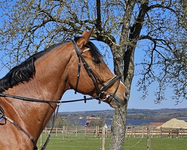Springpferd Cascado B (Holsteiner, 2014, von Cascadello)