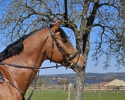 Springpferd Cascado B (Holsteiner, 2014, von Cascadello)