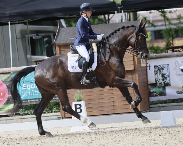 dressage horse Secret's Stern K. (German Sport Horse, 2018, from Secret)
