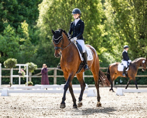 dressage horse Sallito (Hanoverian, 2014, from Sarotti Mocca-Sahne)