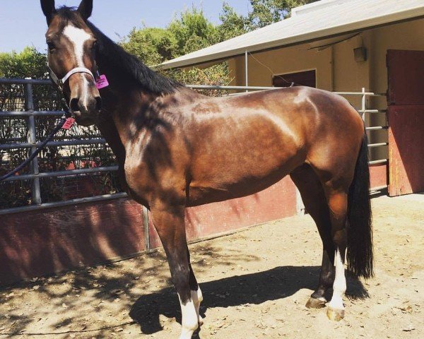 jumper Tessa 264 (German Warmblood, 2009, from Olympic Fire 5)