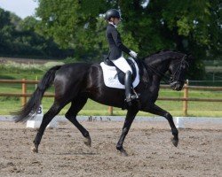 dressage horse Dali 60 (Hanoverian, 2016, from Dancier)
