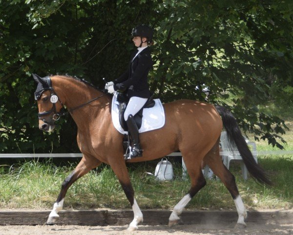 broodmare Blanca (Holsteiner, 2009, from Cassiano)
