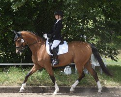 broodmare Blanca (Holsteiner, 2009, from Cassiano)