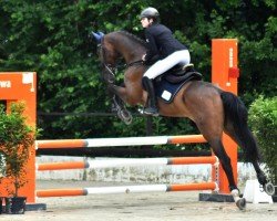 Springpferd Sullivan 81 (Oldenburger, 2011, von Stalypso)