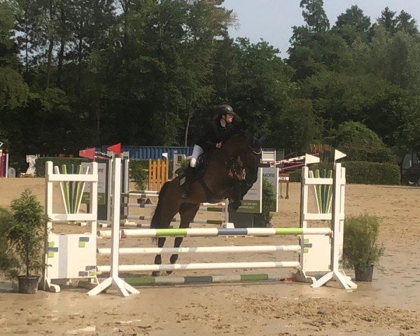 jumper Sullivan 81 (Oldenburg, 2011, from Stalypso)