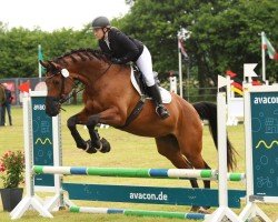 dressage horse Contess 54 (Oldenburg, 2012, from Sir Donnerhall I)
