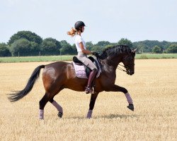 dressage horse Lancaster M (Hannoveraner, 2008, from Laudabilis)