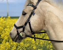 Springpferd Monty 364 (Pinto/Kleines Reitpferd, 2001, von The Braes My Mobility)