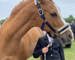 jumper Nice Dream (German Riding Pony, 2002, from Nobel Forever)