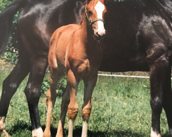 horse Gandis (Little German Riding Horse, 1995, from Golden Springfield B)