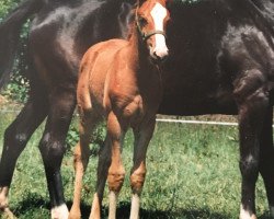 Pferd Gandis (Kleines deutsches Reitpferd, 1995, von Golden Springfield B)