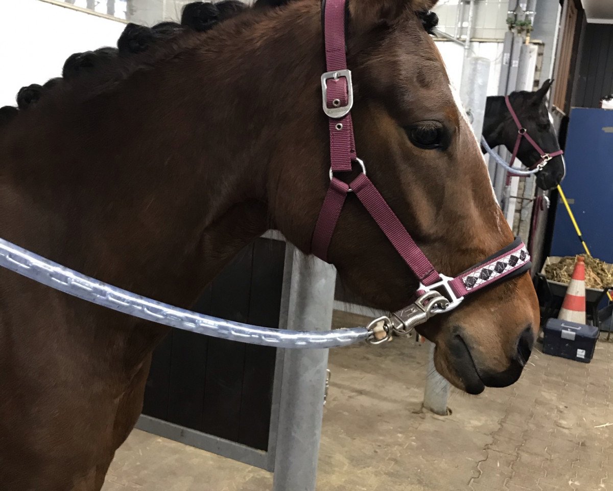 dressage horse Cosmic Coco (German Riding Pony, 2017, from Cosmopolitan NRW)