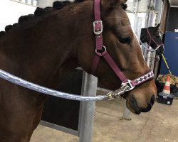 dressage horse Cosmic Coco (German Riding Pony, 2017, from Cosmopolitan NRW)