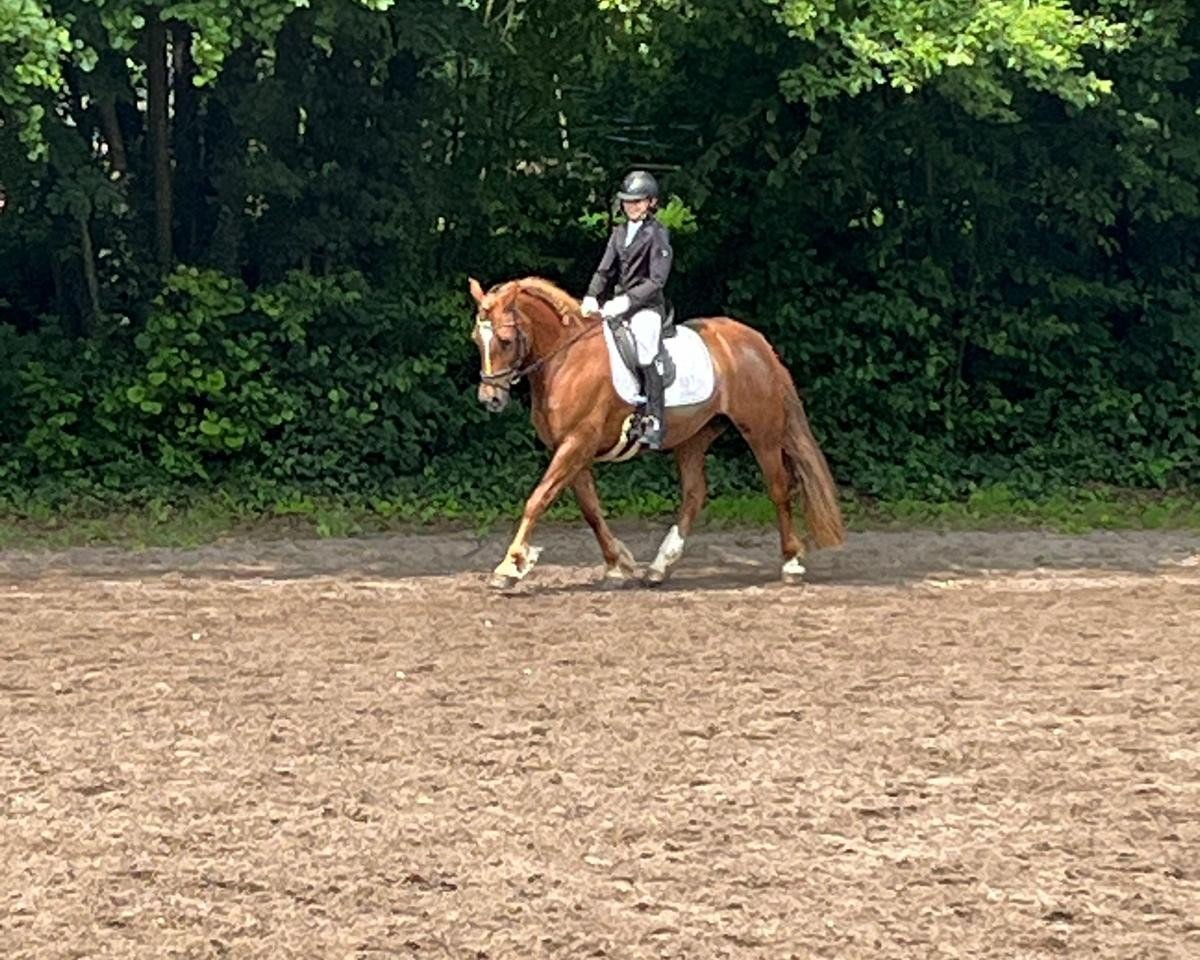 horse Talyllyn Drizzle (Welsh-Cob (Sek. D), 2016, from Llanfyllin Cream Boy)