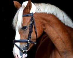 broodmare het Living Gold (German Riding Pony, 2015, from Lucky Lao II)