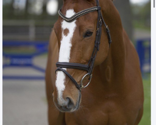 Springpferd O'Malley van de Bucxtale (Belgisches Warmblut, 2014, von Coriano)