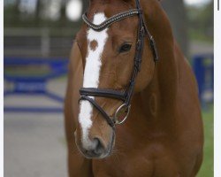 Springpferd O'Malley van de Bucxtale (Belgisches Warmblut, 2014, von Coriano)
