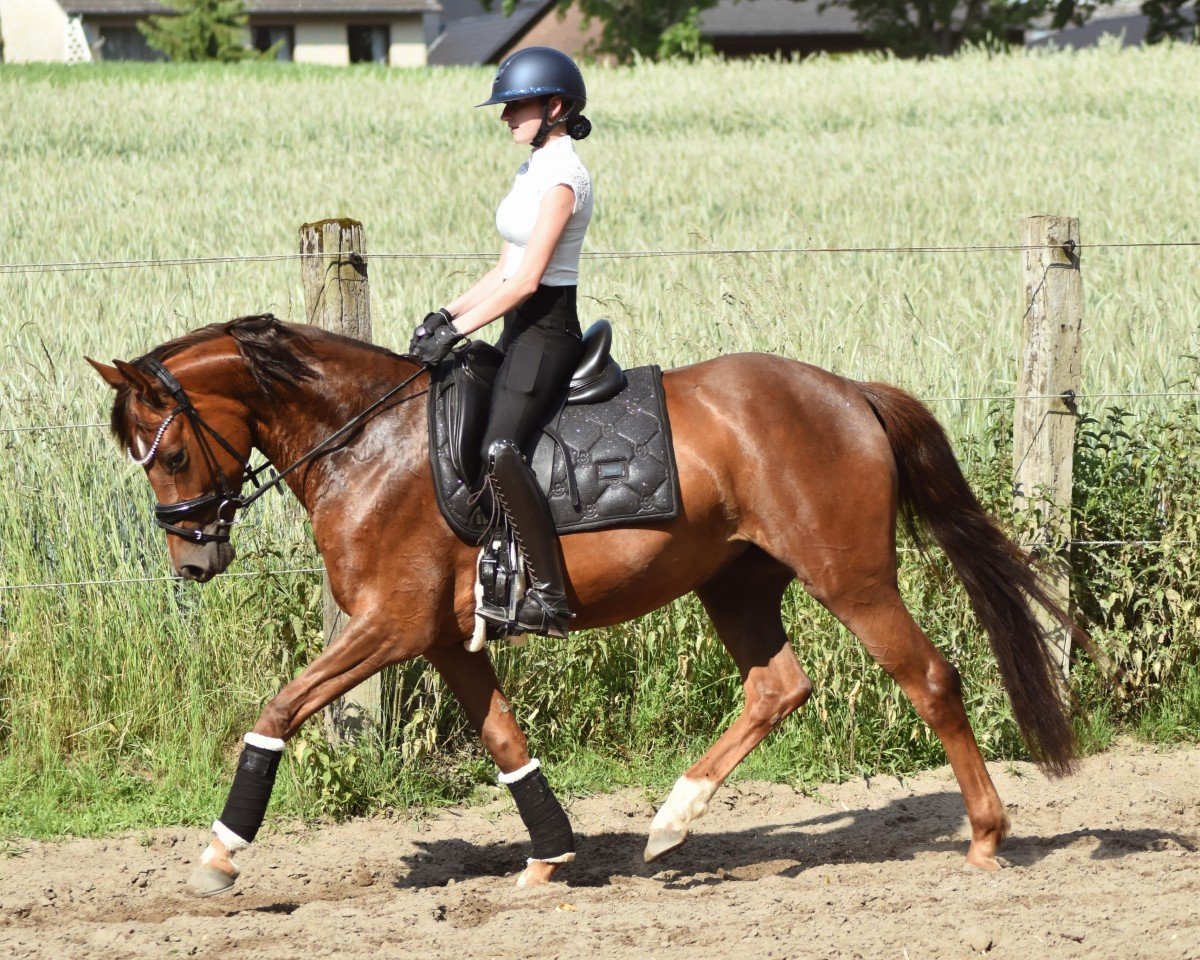 dressage horse No Words Needed H (German Riding Pony, 2021, from FS Next Diamond)