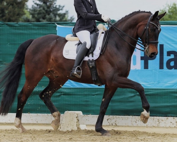 dressage horse Don Lemar (German Sport Horse, 2018, from Don Royal)