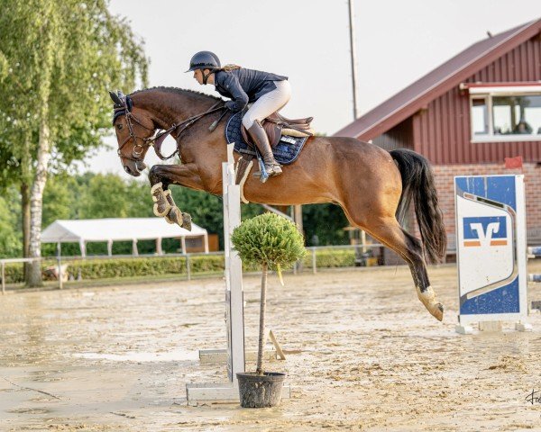 jumper Diablo de la vida B (Westphalian, 2021, from Dallas VDL Z)