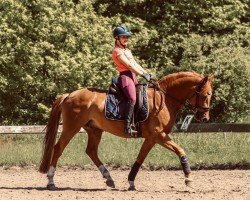 Springpferd Der Halbblutprinz (Deutsches Reitpony, 2014, von Dimension AT NRW)