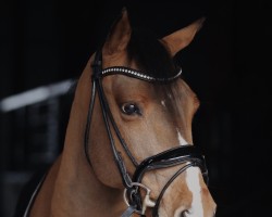 dressage horse Magic Mike 4 (German Riding Pony, 2009, from Matador von der Königsburg)