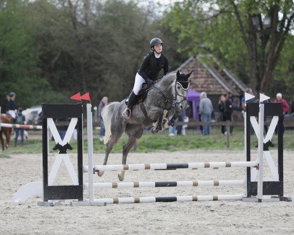 jumper Celebrity 17 (Holsteiner, 2019, from Colman)