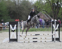 jumper Celebrity 17 (Holsteiner, 2019, from Colman)