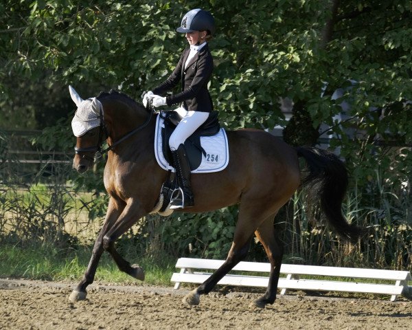 Springpferd Kayleigh SF (Deutsches Reitpony, 2013, von King Bjuti)