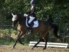 jumper Kayleigh SF (German Riding Pony, 2013, from King Bjuti)