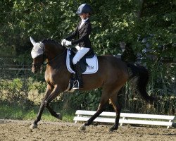 jumper Kayleigh SF (German Riding Pony, 2013, from King Bjuti)