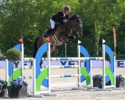 jumper Kimba 171 (Oldenburg show jumper, 2018, from Karajan)