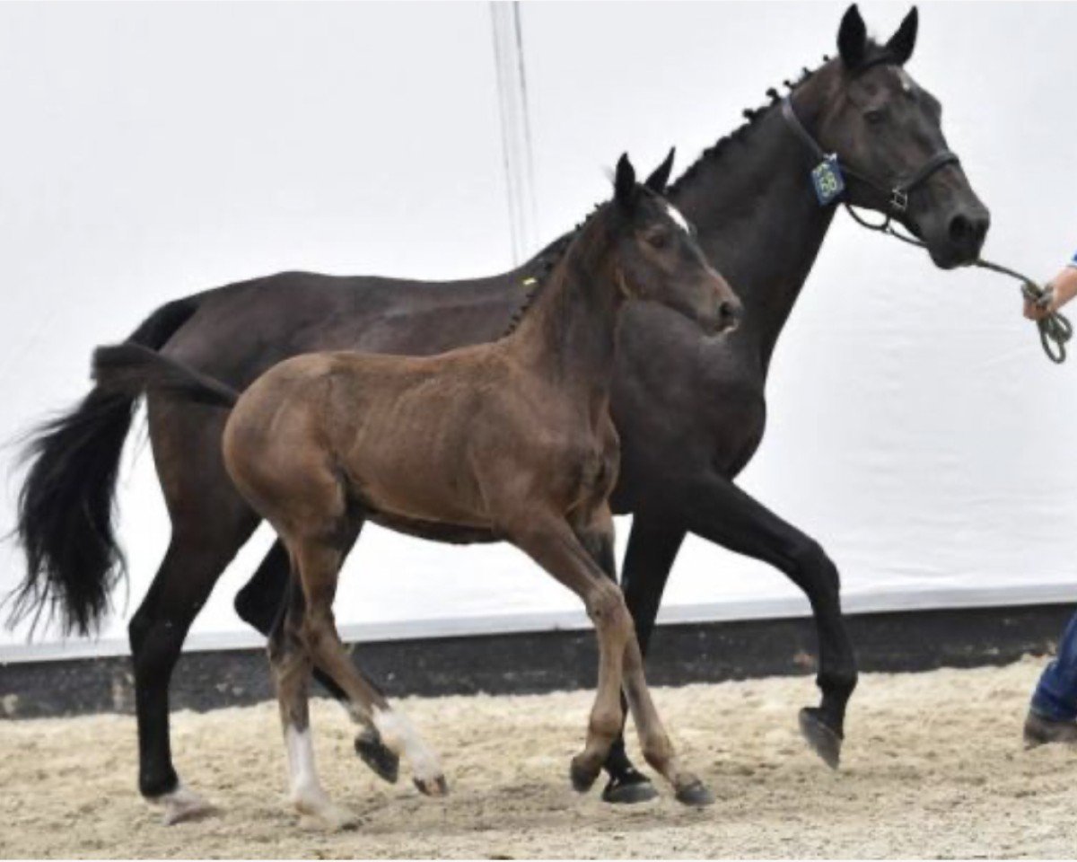 Springpferd Caroezo P&S Z (Zangersheide Reitpferd, 2014, von Chellsini Z)