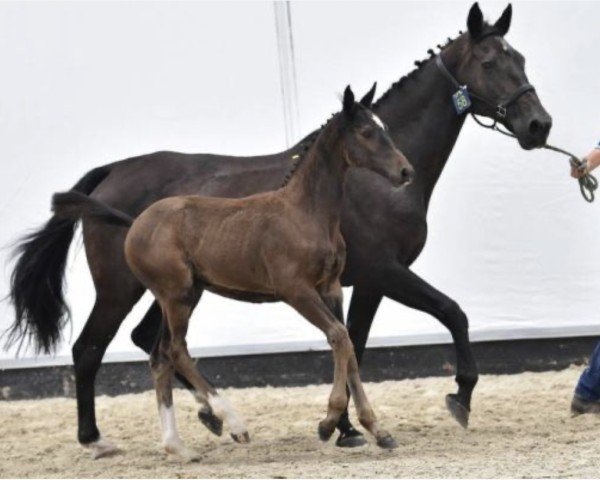 jumper Caroezo P&S Z (Zangersheide riding horse, 2014, from Chellsini Z)