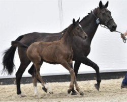 jumper Caroezo P&S Z (Zangersheide riding horse, 2014, from Chellsini Z)