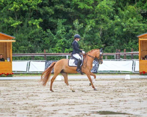 dressage horse Venustas Dejavue (German Riding Pony, 2015, from Dimension AT NRW)