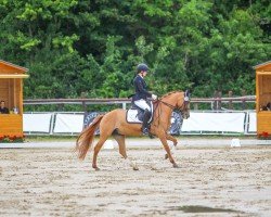 dressage horse Venustas Dejavue (German Riding Pony, 2015, from Dimension AT NRW)