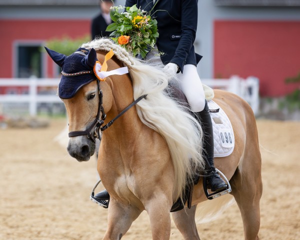 broodmare Bandura 6 (Edelbluthaflinger, 2018, from Noventis)