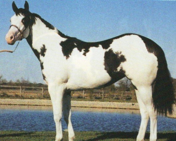 horse Ima Absolute Max (Paint Horse, 1998, from Blue Max)