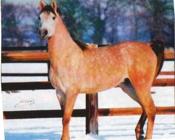 horse GHS Taj Mahal (Arabian, 2007, from Psytadel 1998 ox) horse GHS Taj Mahal (Arabian, 2007, from Psytadel 1998 ox)