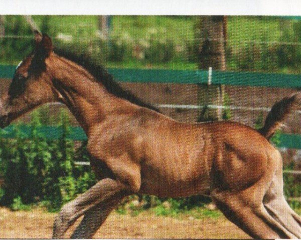 horse Namib Sunrise (Arabian, 2011, from SHAIMONIET ox)