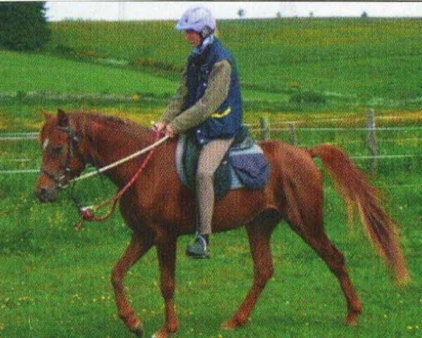horse Sahib Ibn Pascha ox (Arabian purebred, 2005, from Amar El Pascha ox)