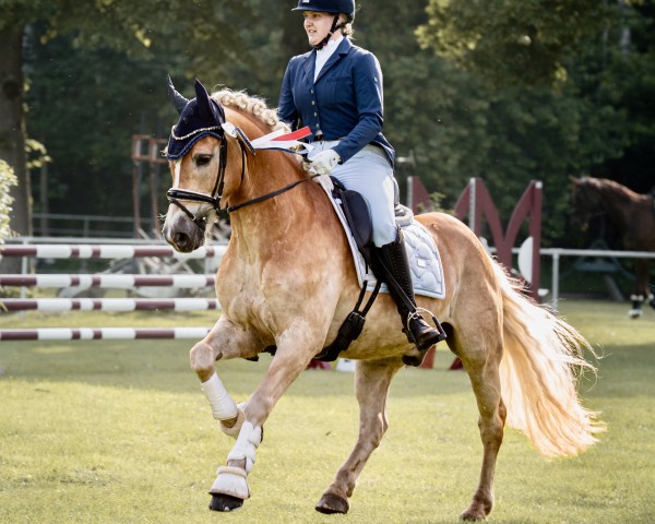 Dressurpferd Wüstenprinz 6 (Haflinger, 2017, von Wintersturm (ITA))