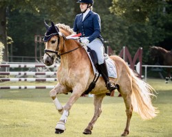 Dressurpferd Wüstenprinz 6 (Haflinger, 2017, von Wintersturm (ITA))