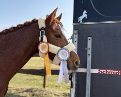 dressage horse Lilienhofs Dublin (German Riding Pony, 2018, from Dimension AT NRW)