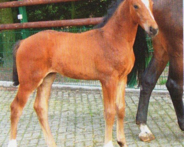 horse Commander (Hanoverian, 2009, from Comte)